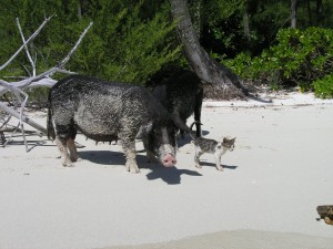 Le chat et les cochons de Raivavae