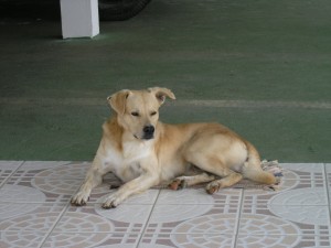 Un chien de Raivavae