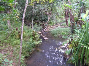 Une rivière de Raivavae
