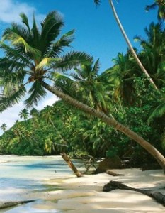Cocotier sur la plage