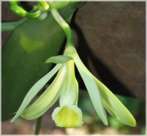 Fleur de vanille