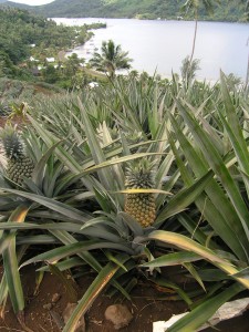 Les ananas de Tahaa