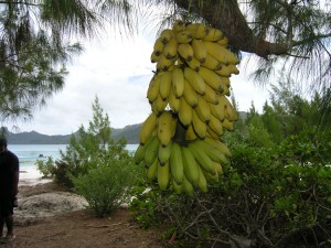 Les bananes