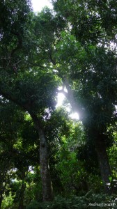 Raivavae vu par www.coeurpolynesie.com - 13